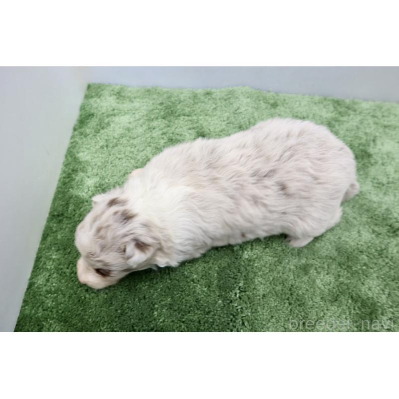 販売中の群馬県のボーダーコリー-436956の5枚目