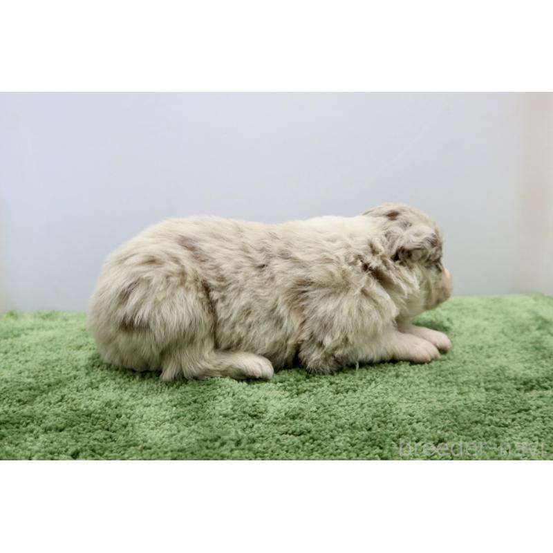 販売中の群馬県のボーダーコリー-436956の4枚目