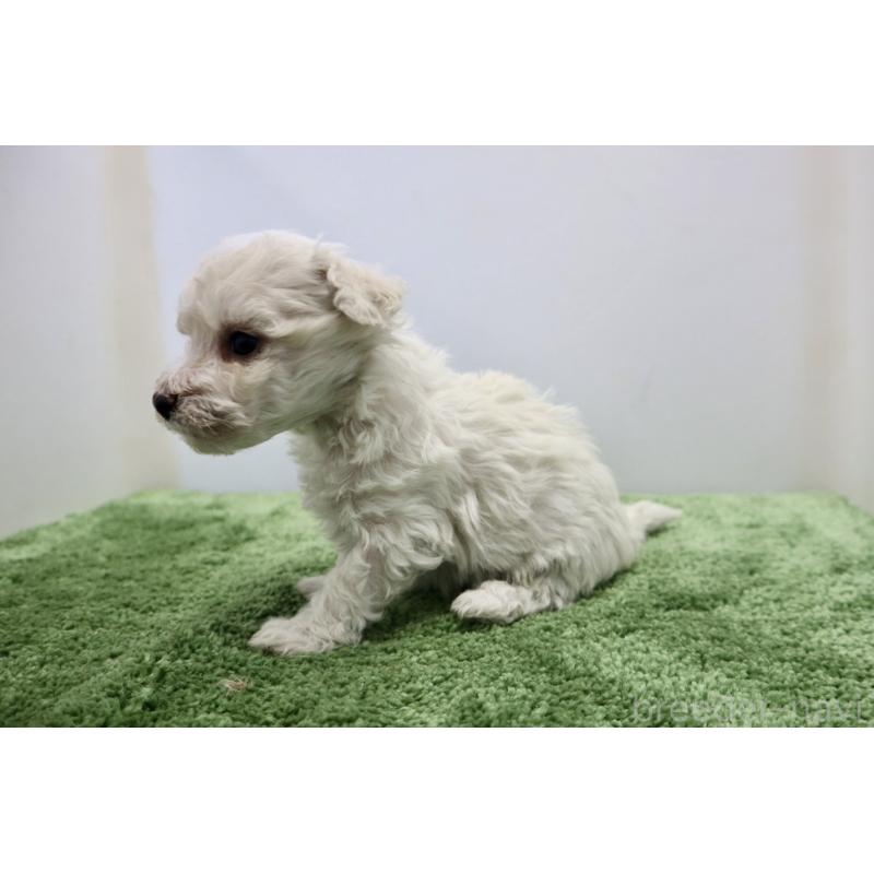 販売中の群馬県のビションフリーゼ-436958の6枚目