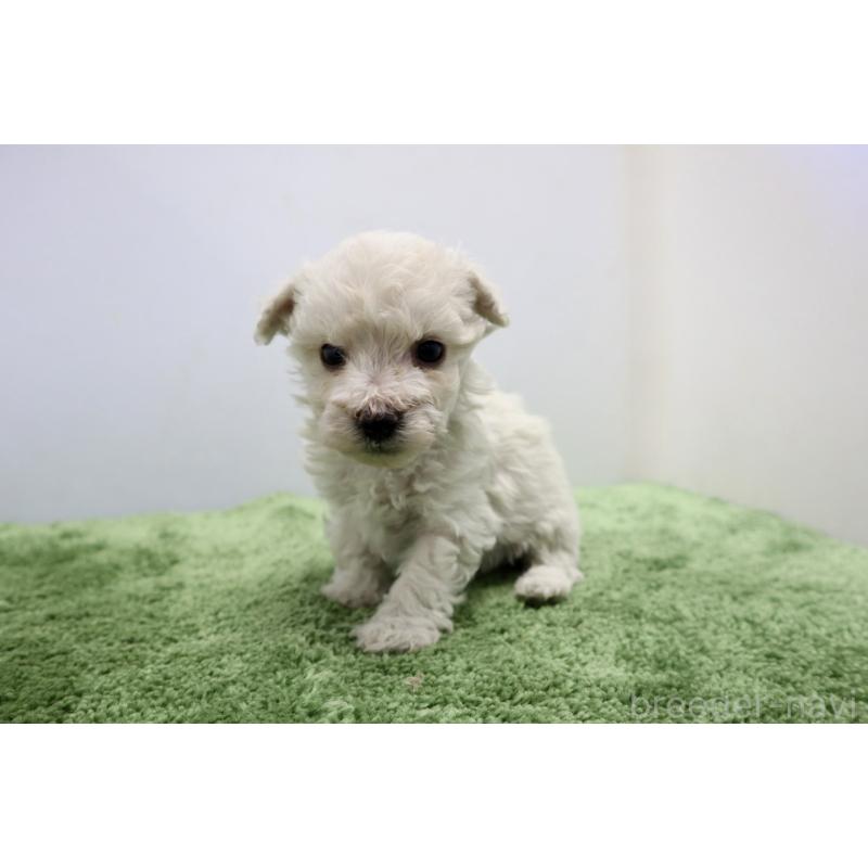 販売中の群馬県のビションフリーゼ-436958の5枚目