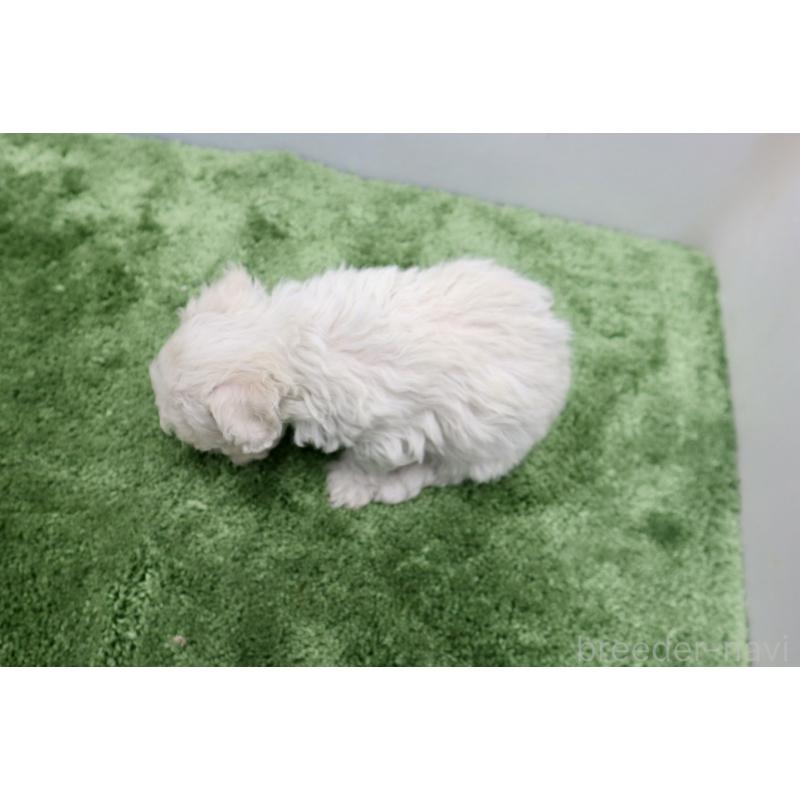 販売中の群馬県のビションフリーゼ-436958の4枚目