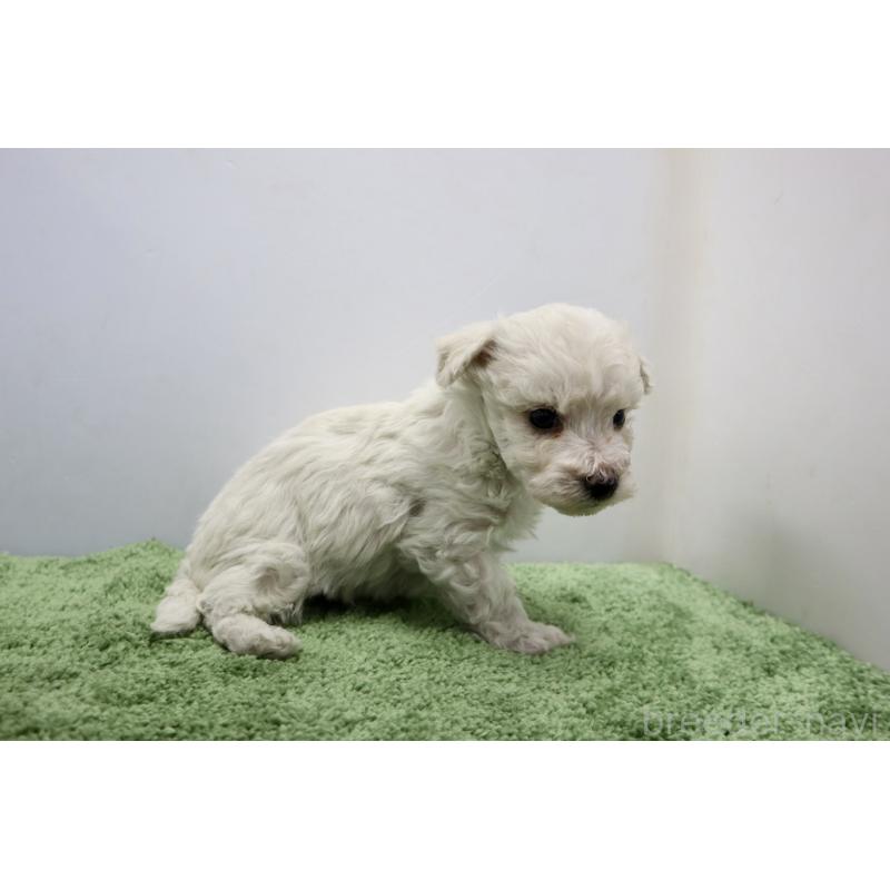 販売中の群馬県のビションフリーゼ-436958の3枚目