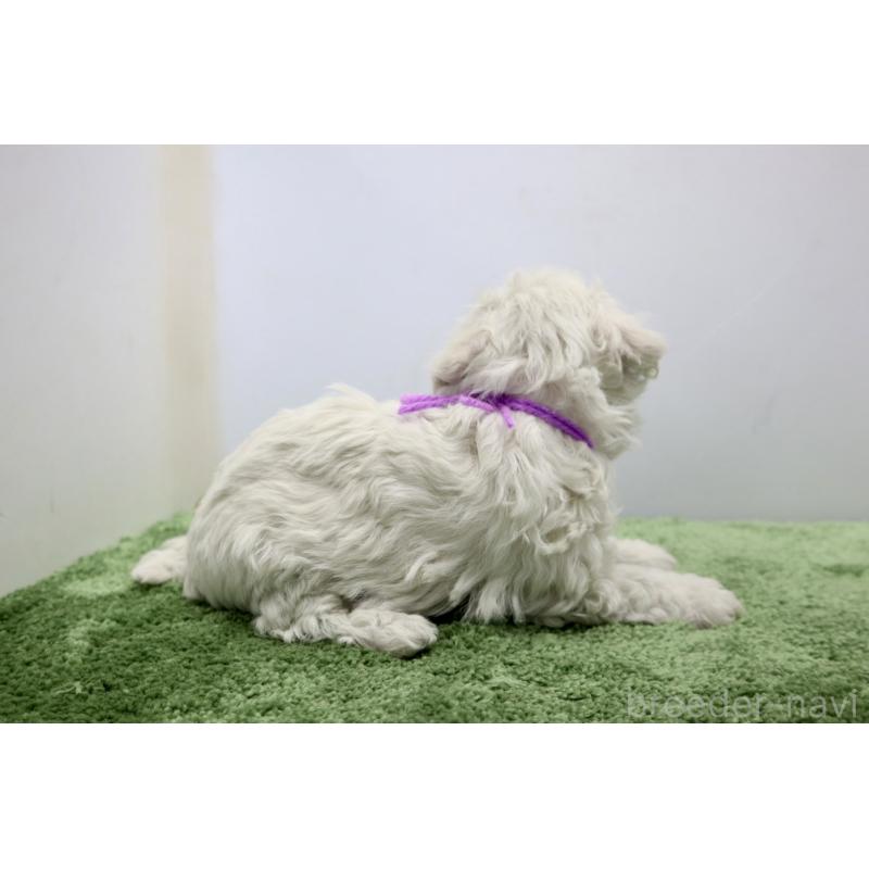 販売中の群馬県のビションフリーゼ-436959の5枚目