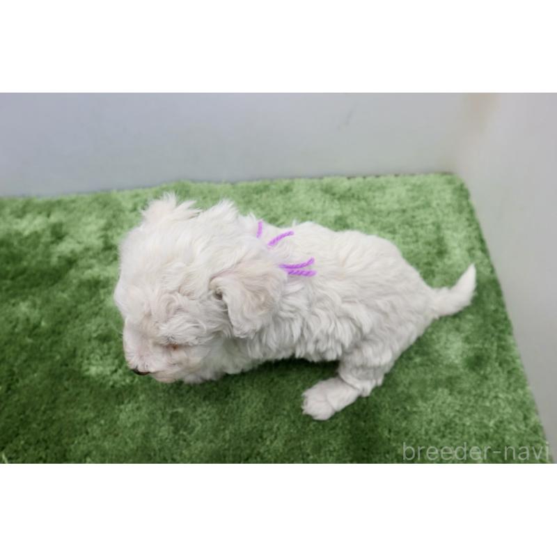 販売中の群馬県のビションフリーゼ-436959の4枚目