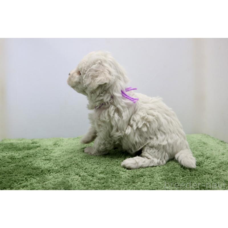 販売中の群馬県のビションフリーゼ-436959の3枚目