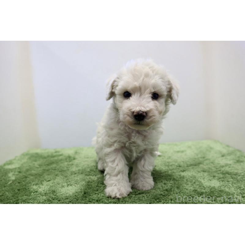 販売中の群馬県のビションフリーゼ-436959の2枚目