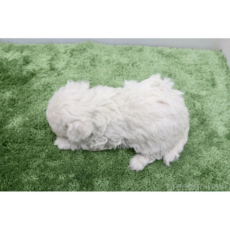 商談中の群馬県のビションフリーゼ-436960の6枚目