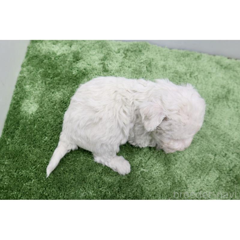 商談中の群馬県のビションフリーゼ-436960の4枚目