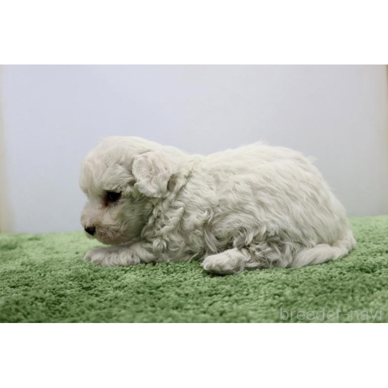 商談中の群馬県のビションフリーゼ-436960の3枚目