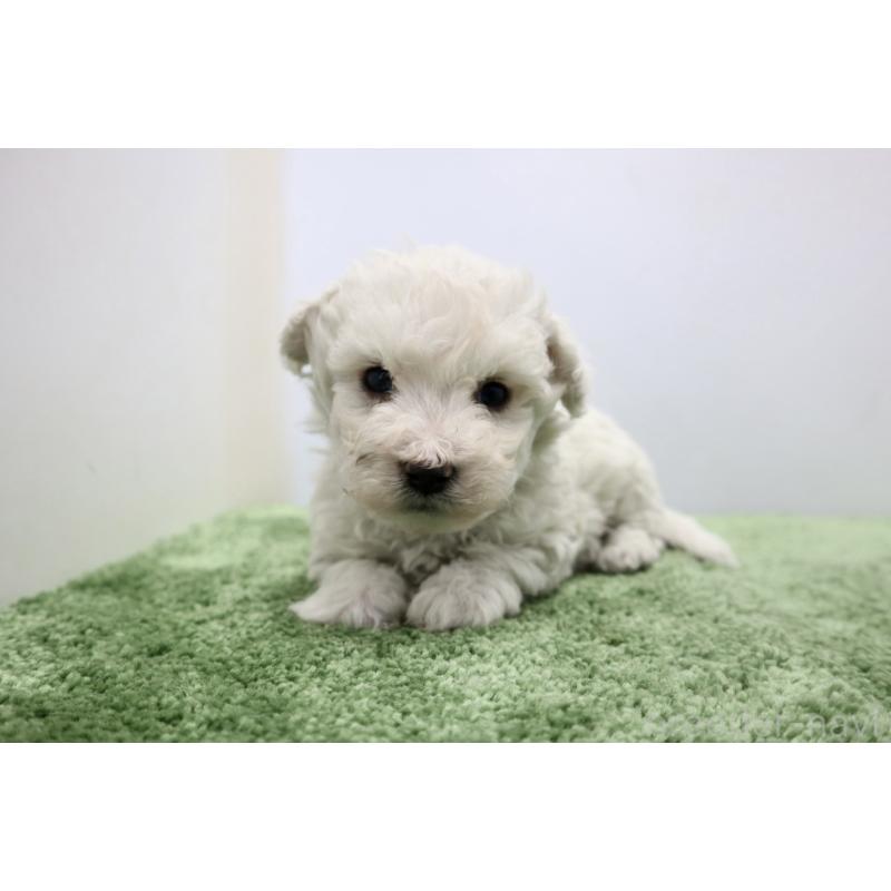 商談中の群馬県のビションフリーゼ-436960の2枚目