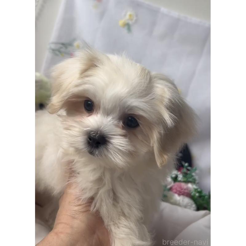 販売中の福岡県のミックス犬-427296の3枚目