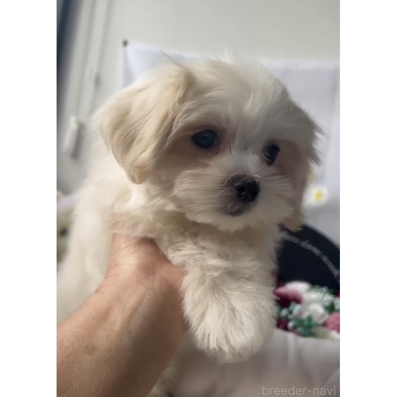 販売中の福岡県のミックス犬-427296の2枚目