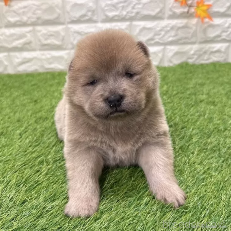 販売中の愛知県のチャウチャウ-436962