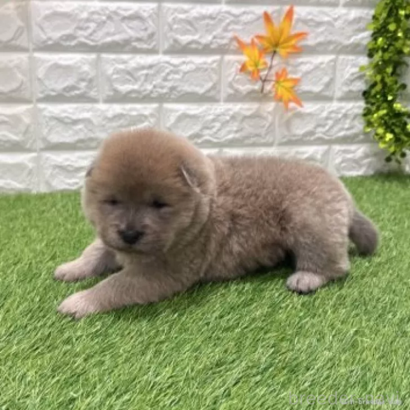 販売中の愛知県のチャウチャウ-436962の5枚目