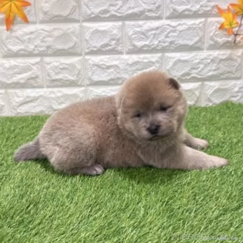 販売中の愛知県のチャウチャウ-436962の4枚目