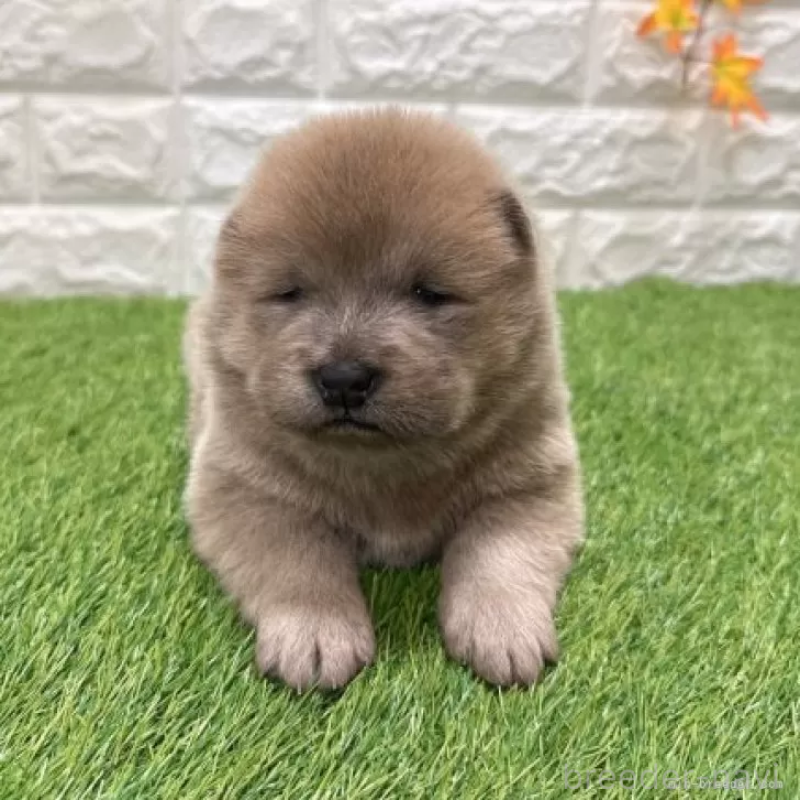 販売中の愛知県のチャウチャウ-436962の3枚目