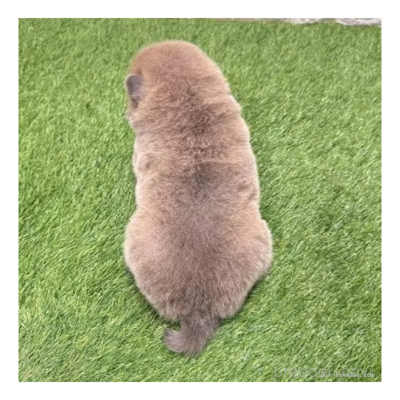 販売中の愛知県のチャウチャウ-436962の2枚目