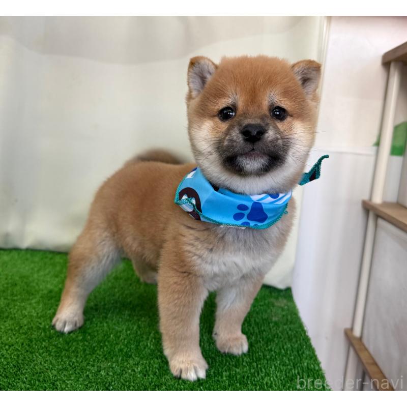 販売中の神奈川県の豆柴-436963