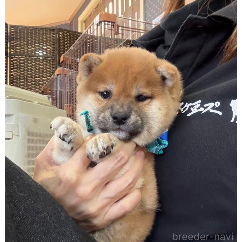 販売中の神奈川県の豆柴-436963の3枚目