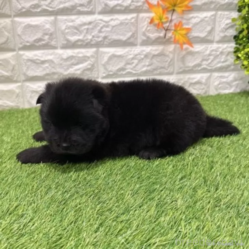 販売中の愛知県のチャウチャウ-436964の5枚目