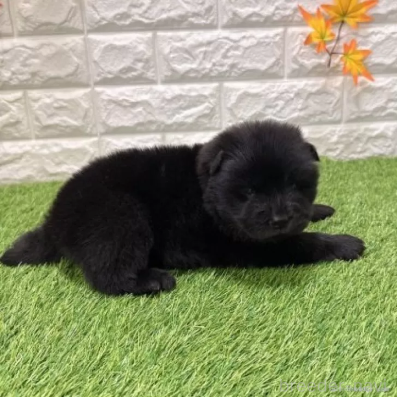 販売中の愛知県のチャウチャウ-436964の4枚目