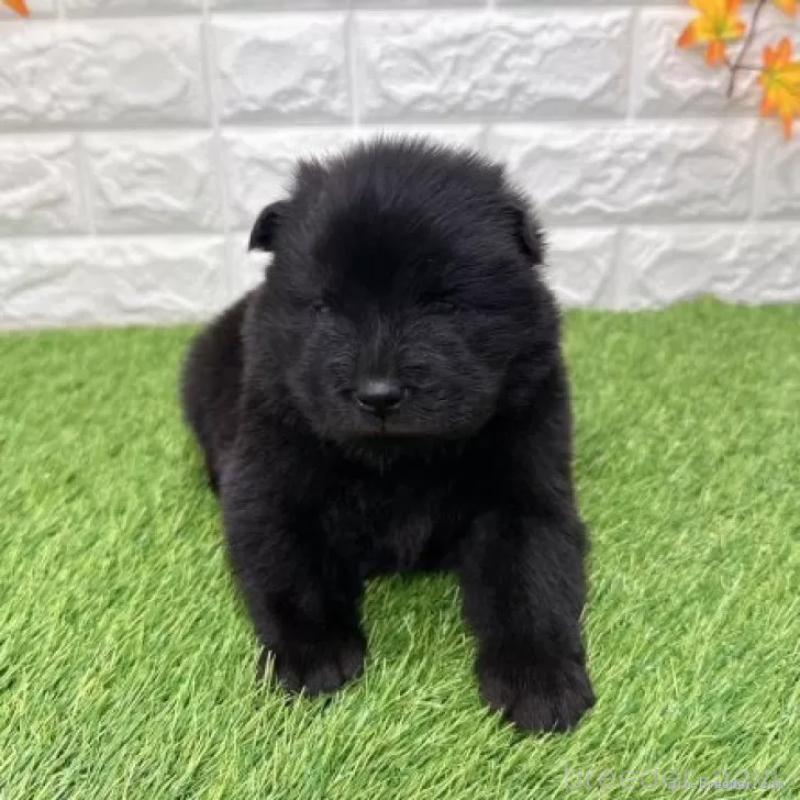 販売中の愛知県のチャウチャウ-436964の3枚目