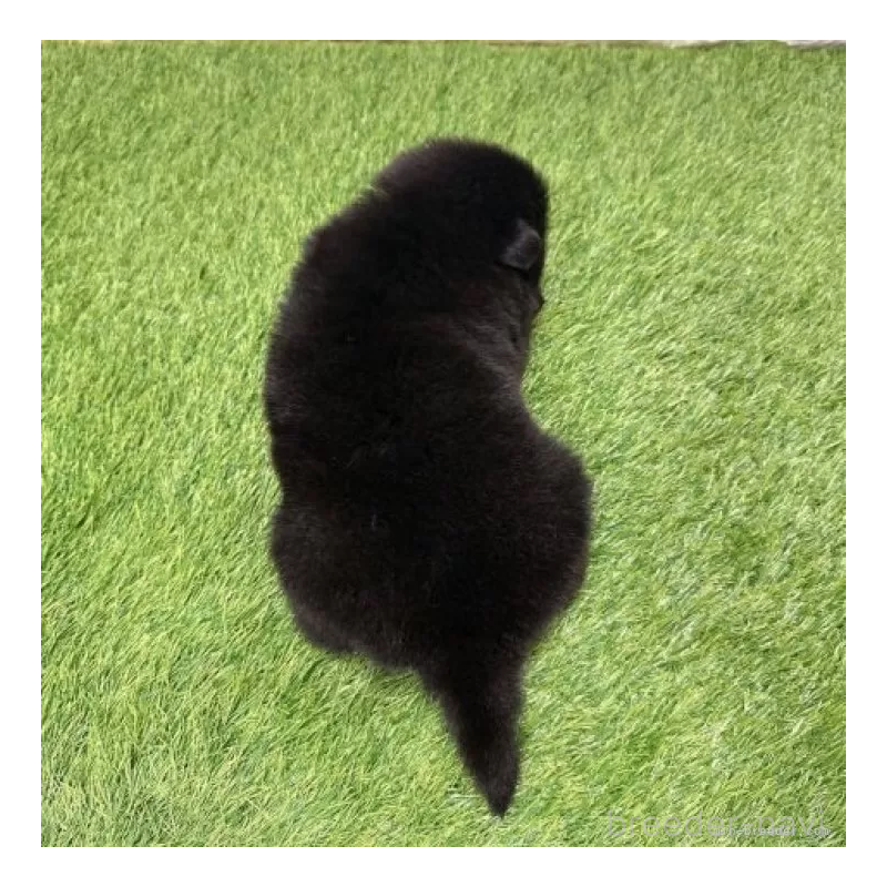 販売中の愛知県のチャウチャウ-436964の2枚目