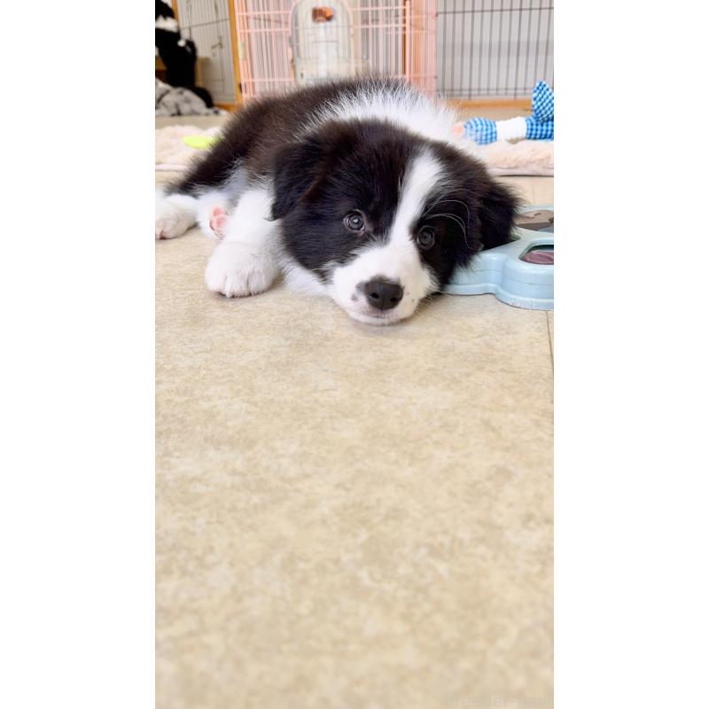 成約済の岐阜県のボーダーコリー-429850の7枚目