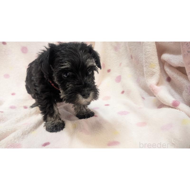 成約済の熊本県のミニチュアシュナウザー-432241の9枚目