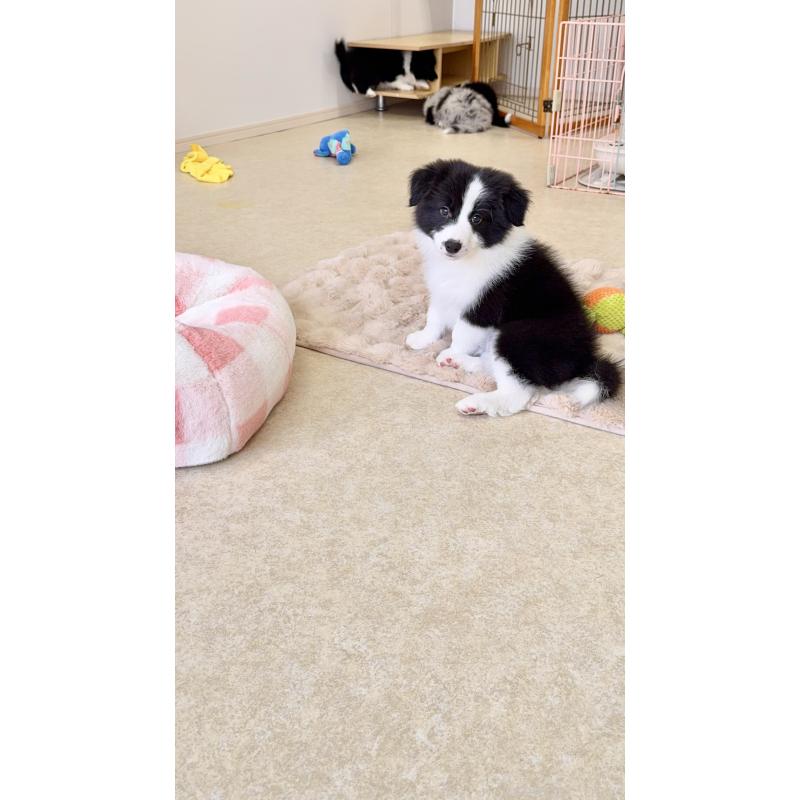 成約済の岐阜県のボーダーコリー-429850の6枚目