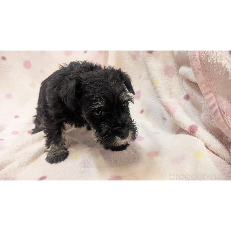 成約済の熊本県のミニチュアシュナウザー-432241の7枚目