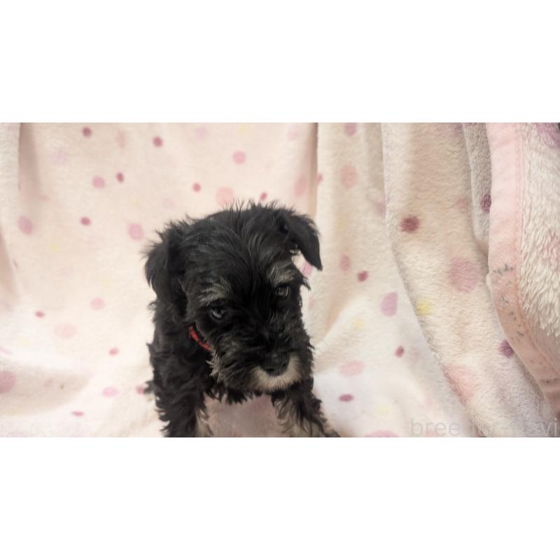 成約済の熊本県のミニチュアシュナウザー-432241の6枚目