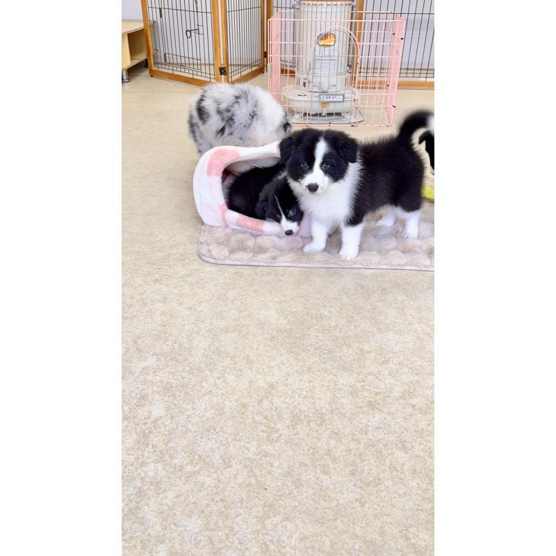 成約済の岐阜県のボーダーコリー-429850の5枚目