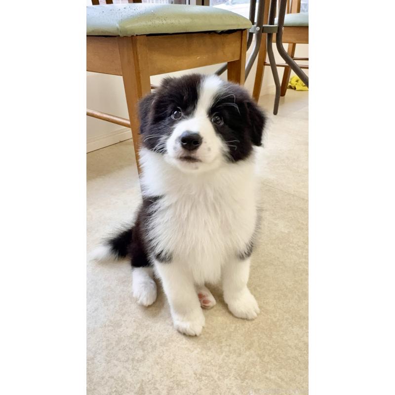 成約済の岐阜県のボーダーコリー-429850の4枚目