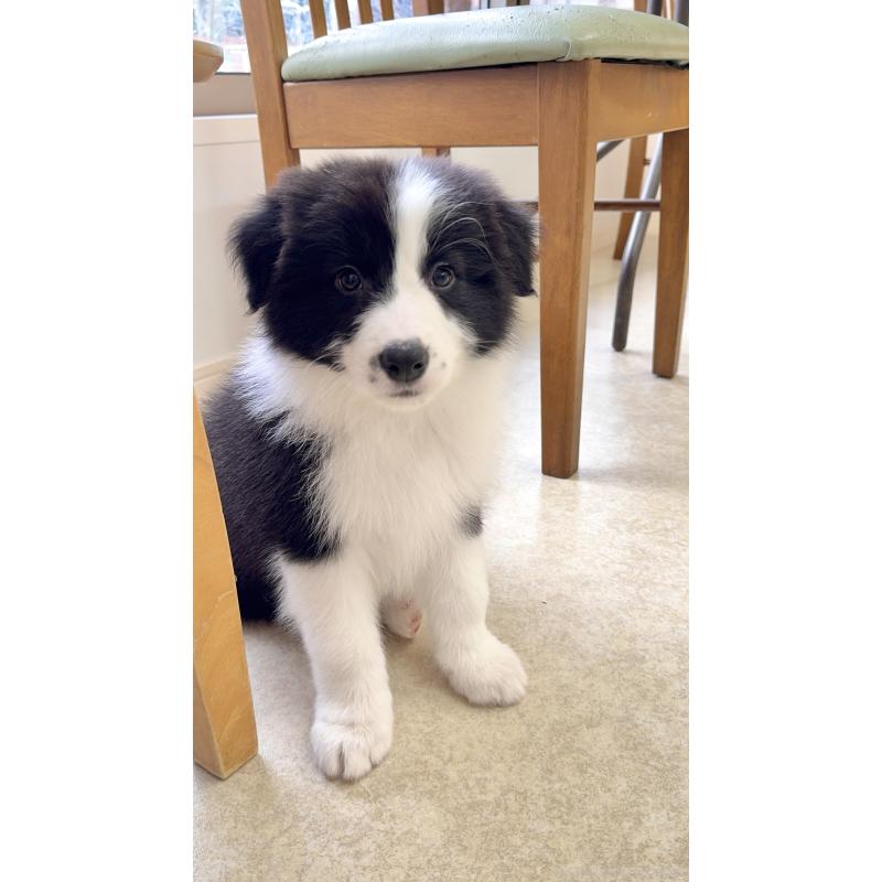 成約済の岐阜県のボーダーコリー-429850の1枚目