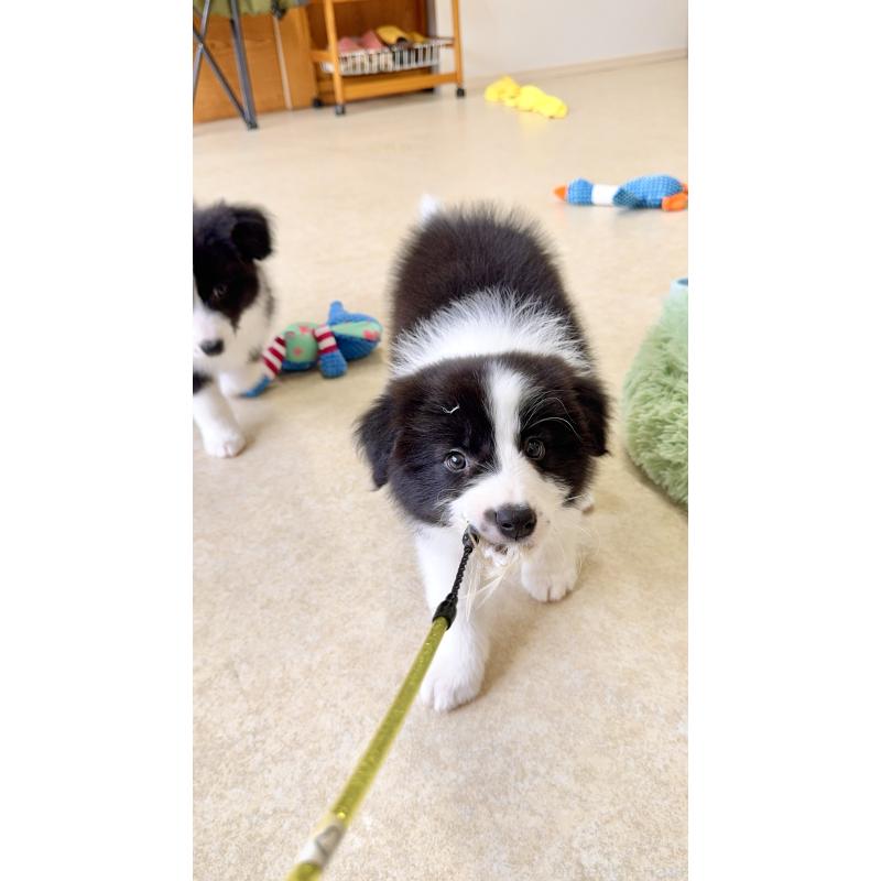 成約済の岐阜県のボーダーコリー-429850の3枚目