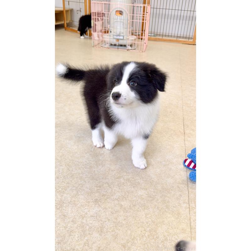 成約済の岐阜県のボーダーコリー-429850の2枚目