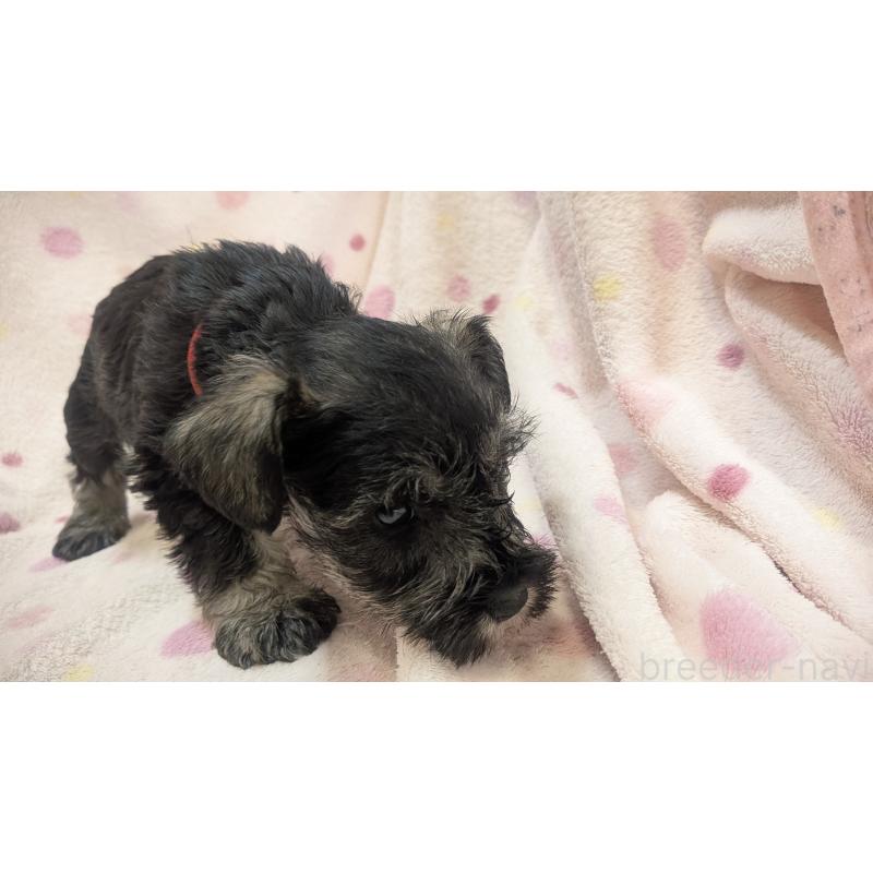 販売中の熊本県のミニチュアシュナウザー-435014の21枚目