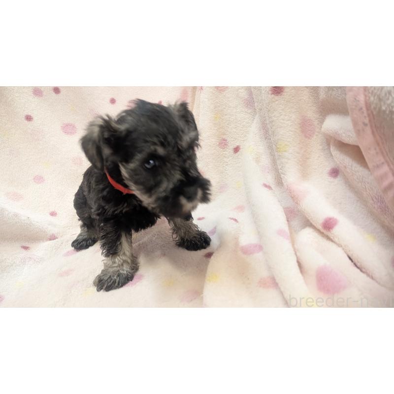 販売中の熊本県のミニチュアシュナウザー-435014の19枚目