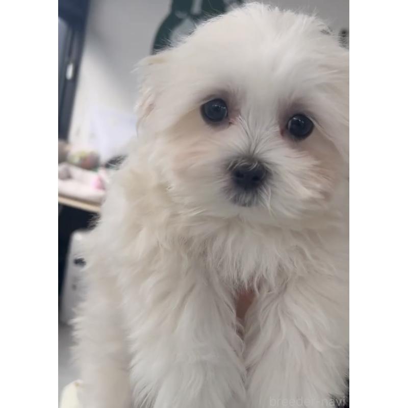 販売中の福岡県のミックス犬-424001の4枚目