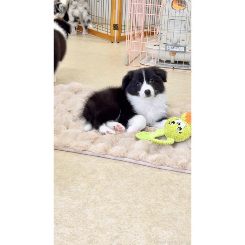 成約済の岐阜県のボーダーコリー-429853の9枚目