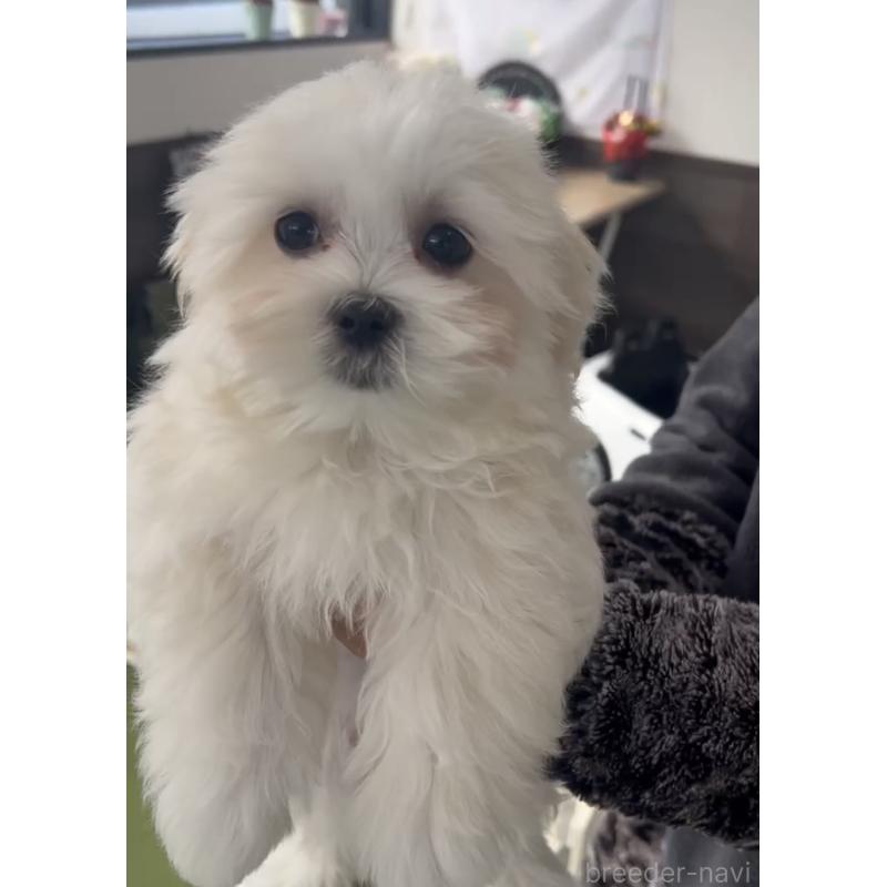 販売中の福岡県のミックス犬-424001の3枚目