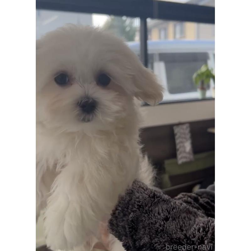 販売中の福岡県のミックス犬-424001の2枚目