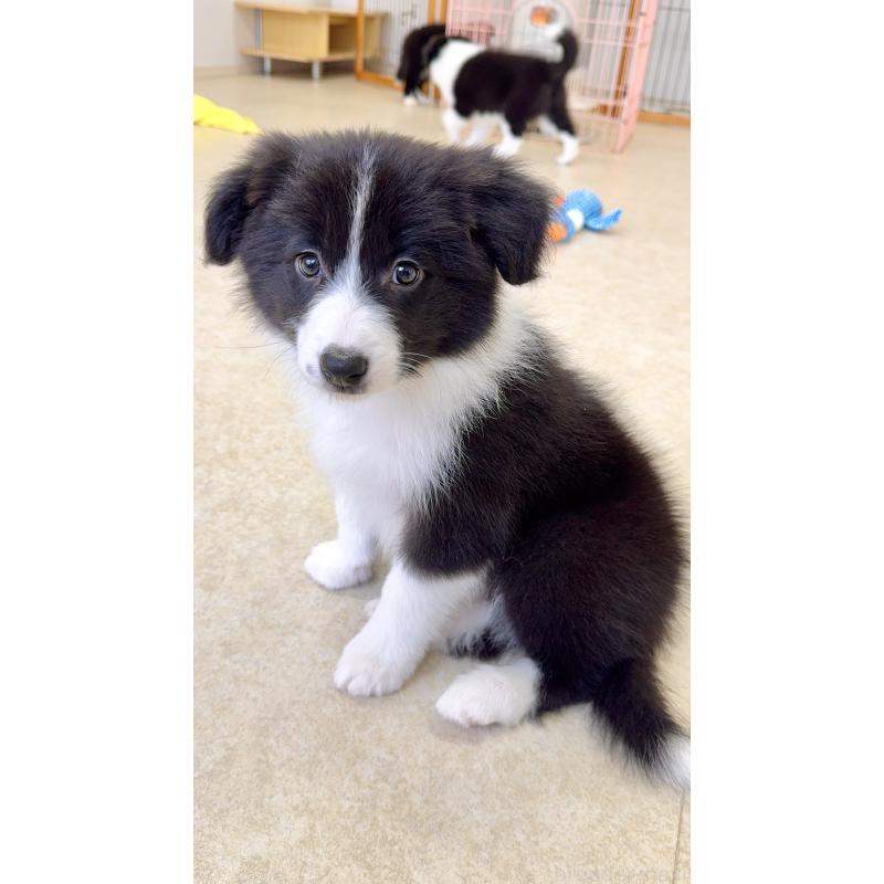 成約済の岐阜県のボーダーコリー-429853の8枚目