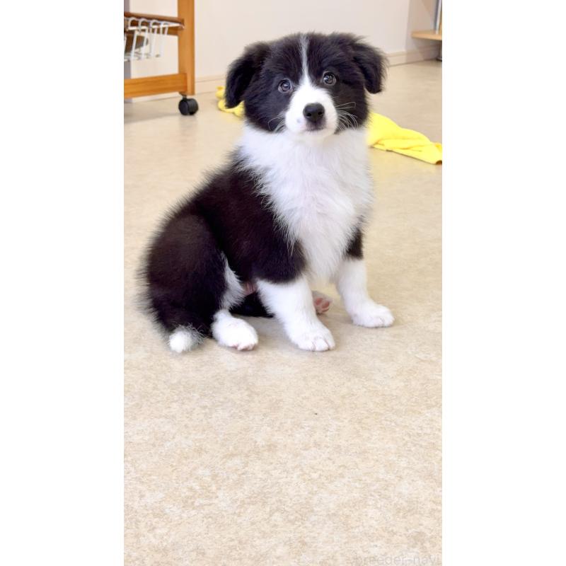 成約済の岐阜県のボーダーコリー-429853の6枚目