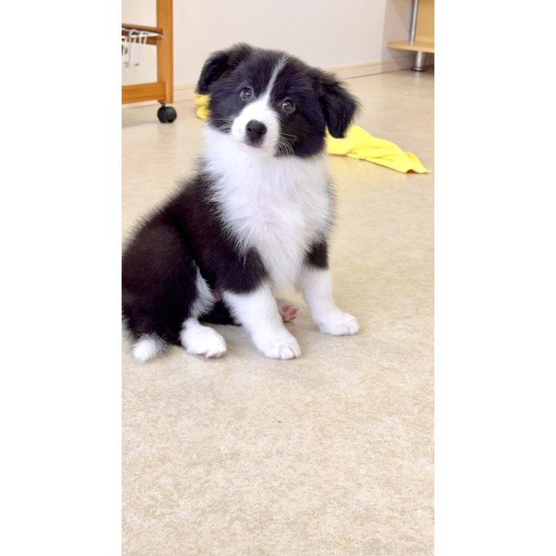 成約済の岐阜県のボーダーコリー-429853の5枚目