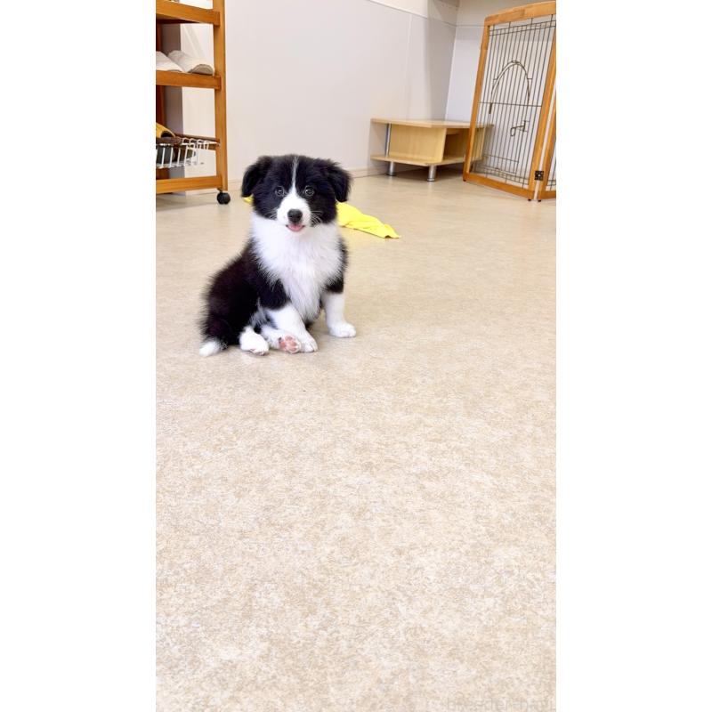 成約済の岐阜県のボーダーコリー-429853の1枚目