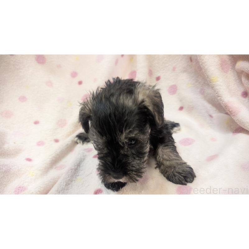 販売中の熊本県のミニチュアシュナウザー-430940の12枚目