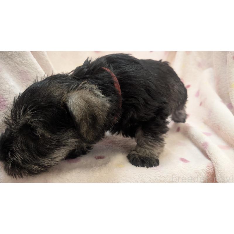 販売中の熊本県のミニチュアシュナウザー-430940の10枚目