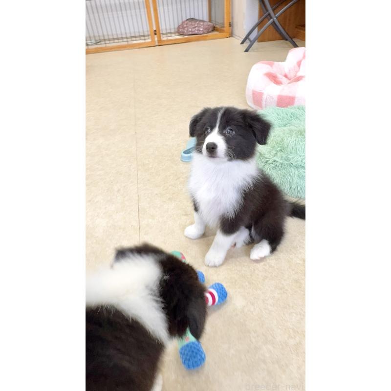 成約済の岐阜県のボーダーコリー-429853の4枚目